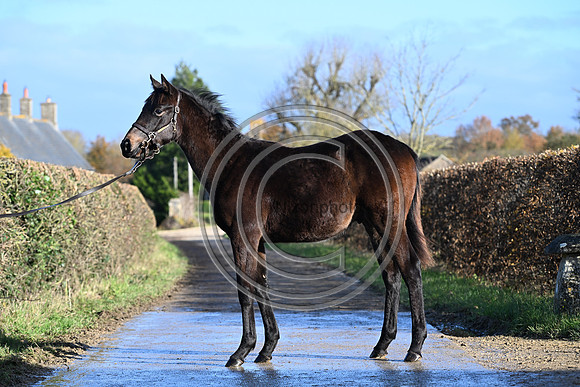 Foal_1_PN23_18099