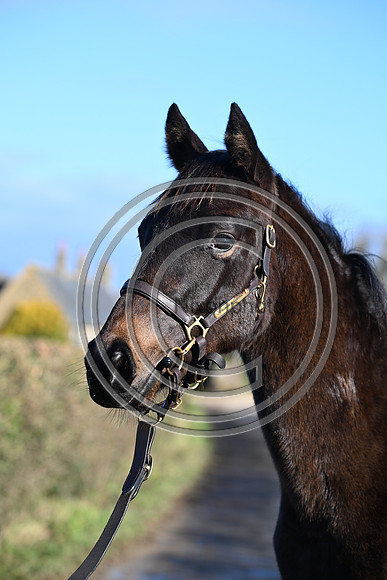 Foal_1_PN23_18101