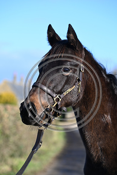 Foal_1_PN23_18102