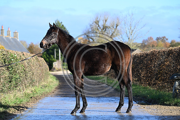 Foal_1_PN23_18100