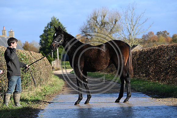 Foal_2_PN23_18103