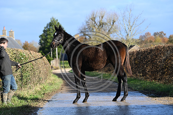Foal_2_PN23_18104