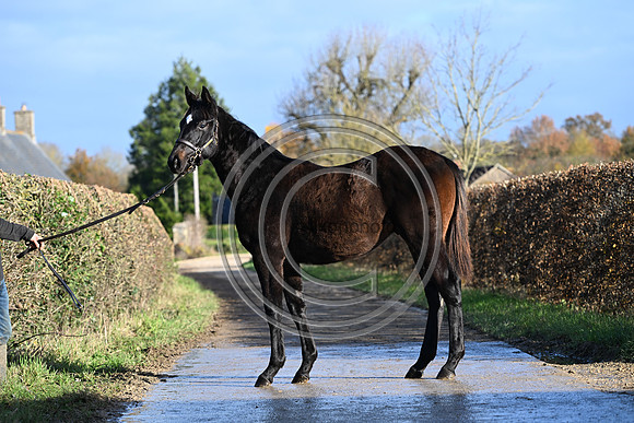 Foal_2_PN23_18105