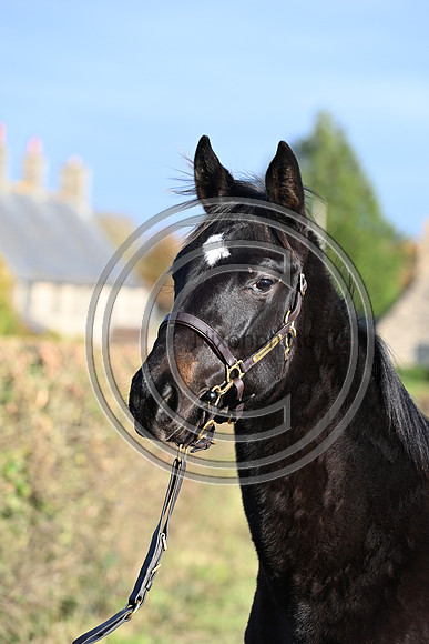 Foal_2_PN23_18106