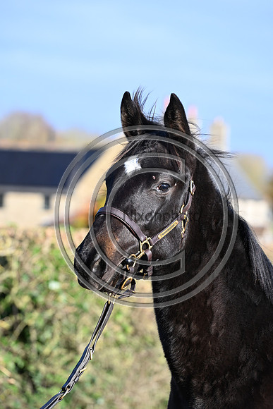 Foal_2_PN23_18107