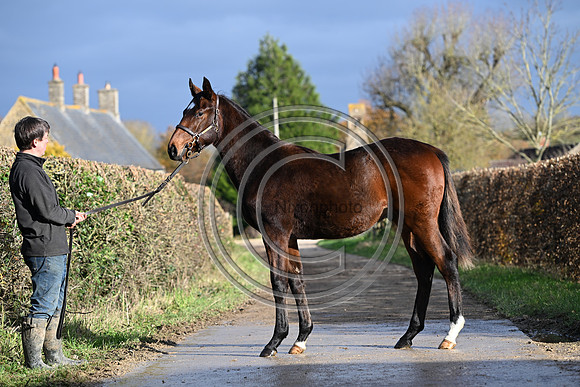 Foal_3_PN23_18108