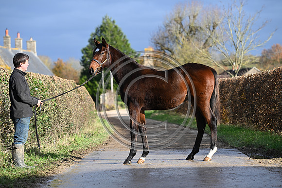 Foal_3_PN23_18109
