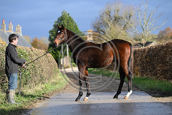 Foal_3_PN23_18110