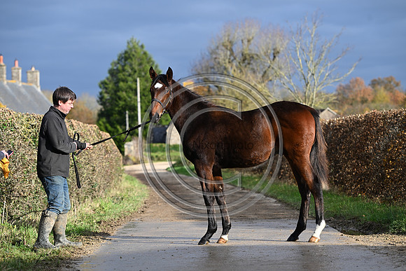 Foal_3_PN23_18111