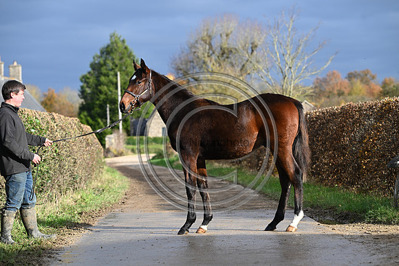 Foal_3_PN23_18112
