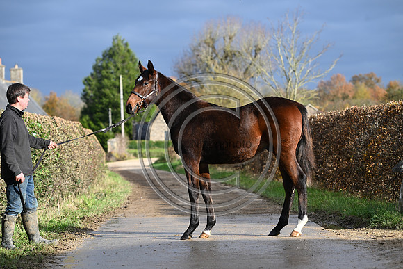Foal_3_PN23_18113