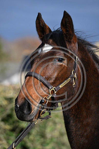 Foal_3_PN23_18115