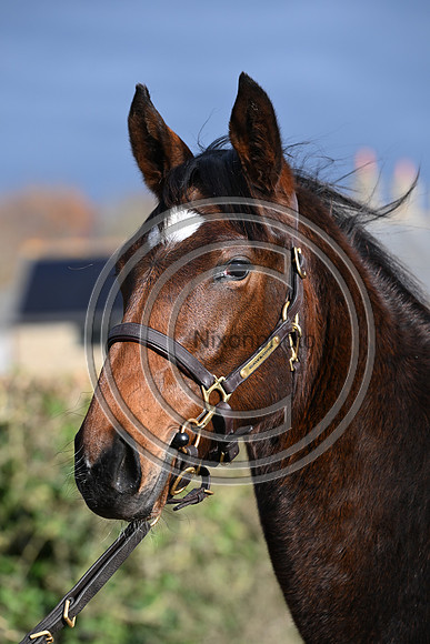 Foal_3_PN23_18116