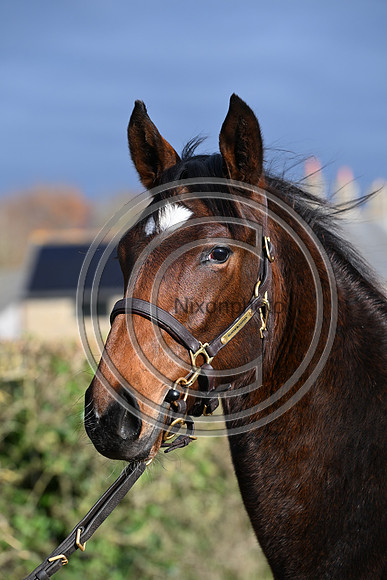 Foal_3_PN23_18117