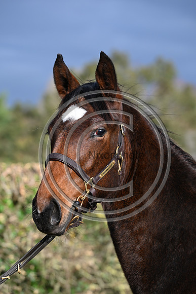 Foal_3_PN23_18118