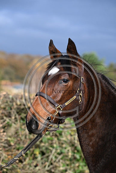 Foal_3_PN23_18119