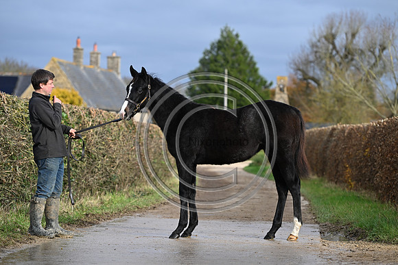 Foal_4_PN23_18120