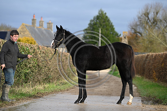 Foal_4_PN23_18121