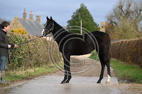 Foal_4_PN23_18122