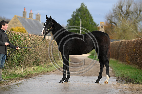 Foal_4_PN23_18123