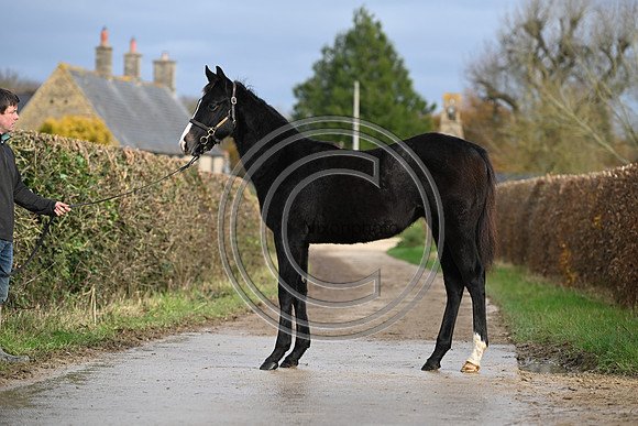 Foal_4_PN23_18124