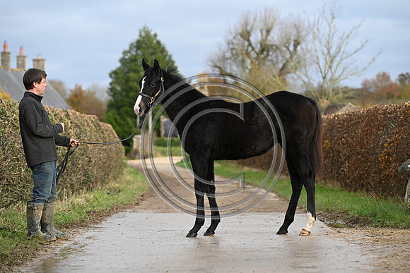 Foal_4_PN23_18125