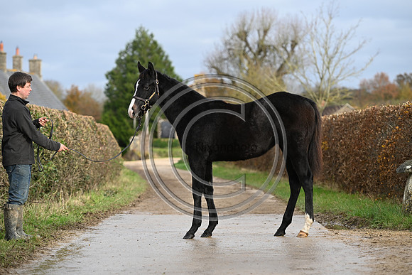 Foal_4_PN23_18126