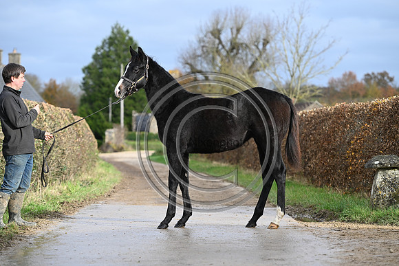 Foal_4_PN23_18127