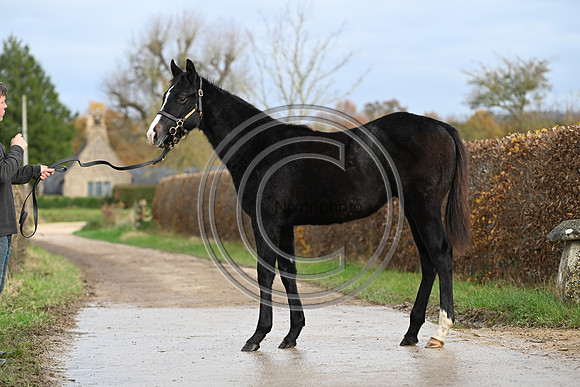 Foal_4_PN23_18128