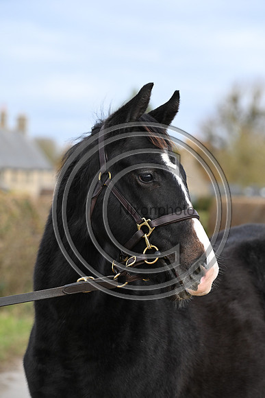 Foal_4_PN23_18129