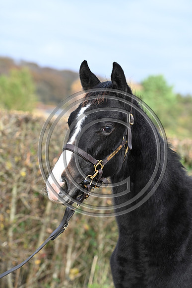 Foal_4_PN23_18130