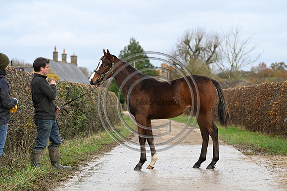 Foal_5_PN23_18131