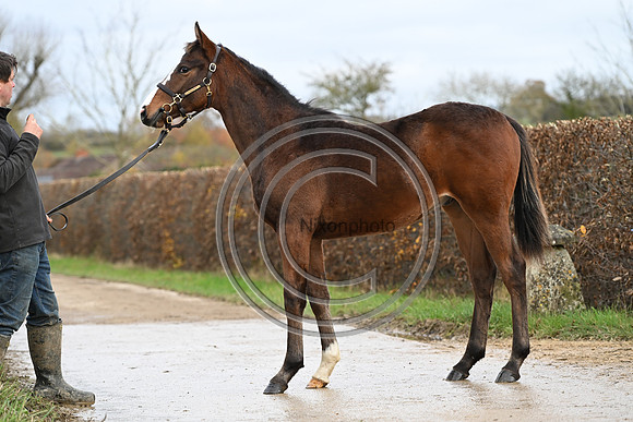 Foal_5_PN23_18132