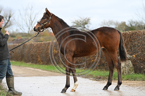 Foal_5_PN23_18133