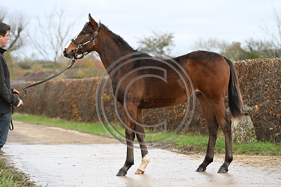 Foal_5_PN23_18135