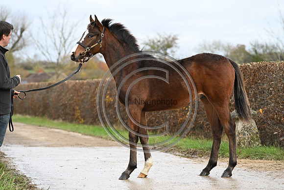 Foal_5_PN23_18136