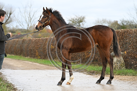 Foal_5_PN23_18137