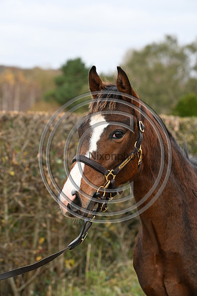 Foal_5_PN23_18138