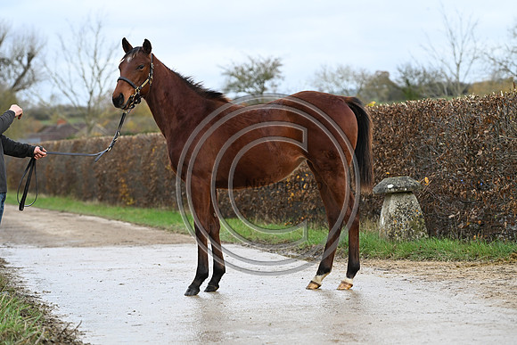 Foal_6_PN23_18139