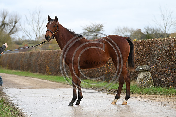 Foal_6_PN23_18140