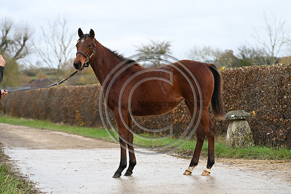 Foal_6_PN23_18141