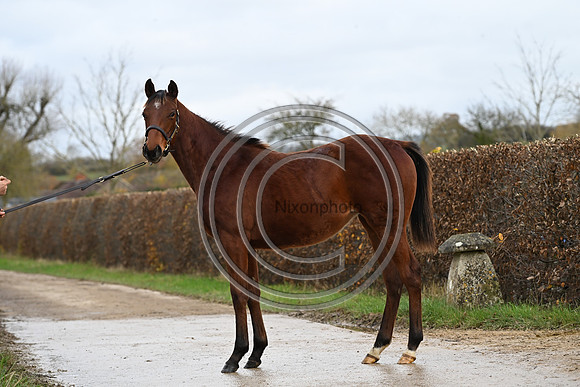 Foal_6_PN23_18142