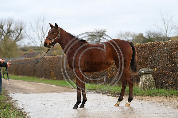Foal_6_PN23_18143