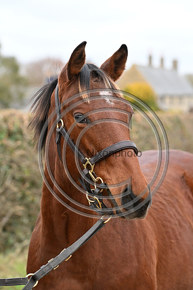 Foal_6_PN23_18144