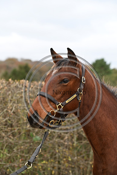 Foal_6_PN23_18145