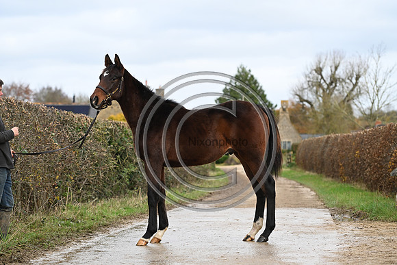 Foal_7_PN23_18146