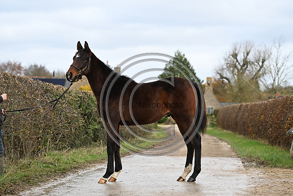 Foal_7_PN23_18147