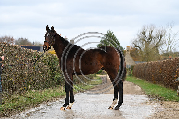Foal_7_PN23_18148