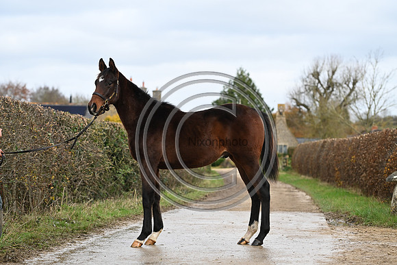Foal_7_PN23_18149