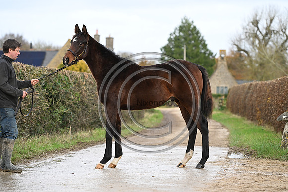Foal_7_PN23_18150